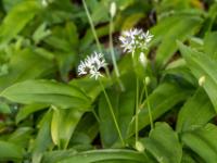 Blüten und Knospen an langen Stängeln